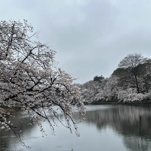 賞櫻🌸