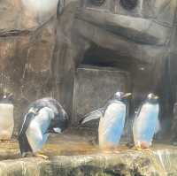 海洋公園：南極奇觀