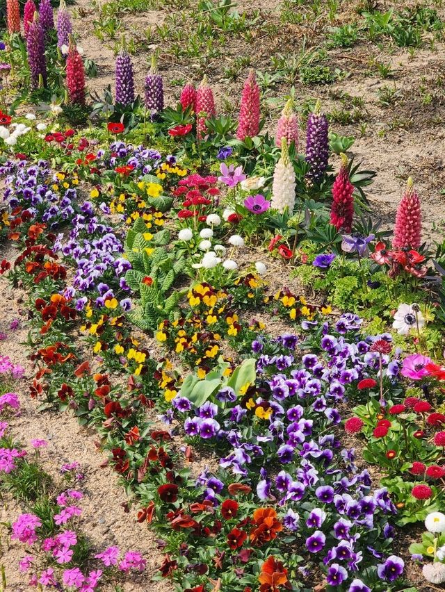 봄꽃 가득해 인기만점인 북서울꿈의숲🌱🌺🪻