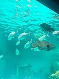 เที่ยวอควาเรียมสุดฮิตในบางแสน ✨🐋