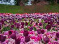 荷蘭🇳🇱全世界最大最美鬱金香花園🌷