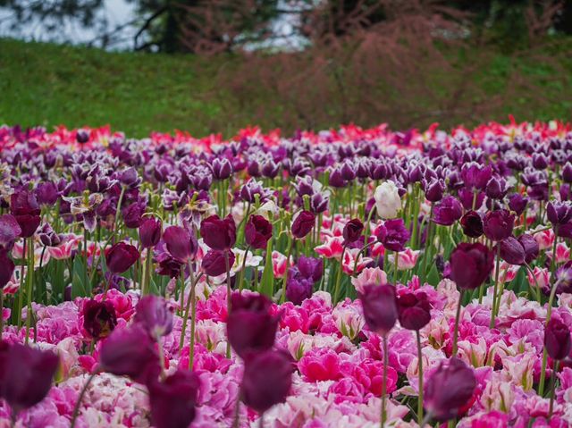 荷蘭🇳🇱全世界最大最美鬱金香花園🌷 荷蘭🇳🇱全世界最大最美鬱金香花園🌷