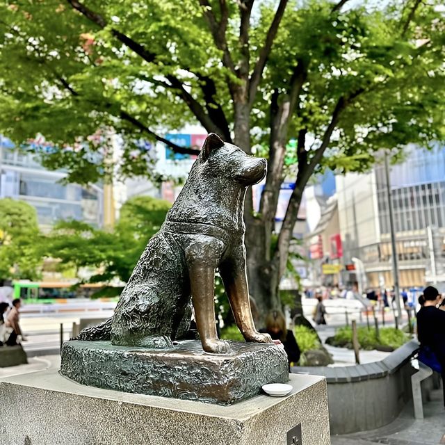 Japan's Most Loyal Dog