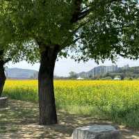 유채꽃 시즌에 꼭 가야할 대구 명소🌼