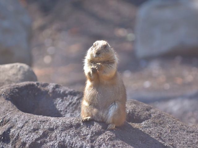 TDL近く無料動物園「江戸川区自然動物園」