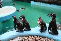 鹿兒島平川動物園探險之旅