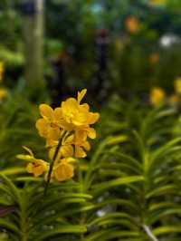 National Orchid Garden Escape