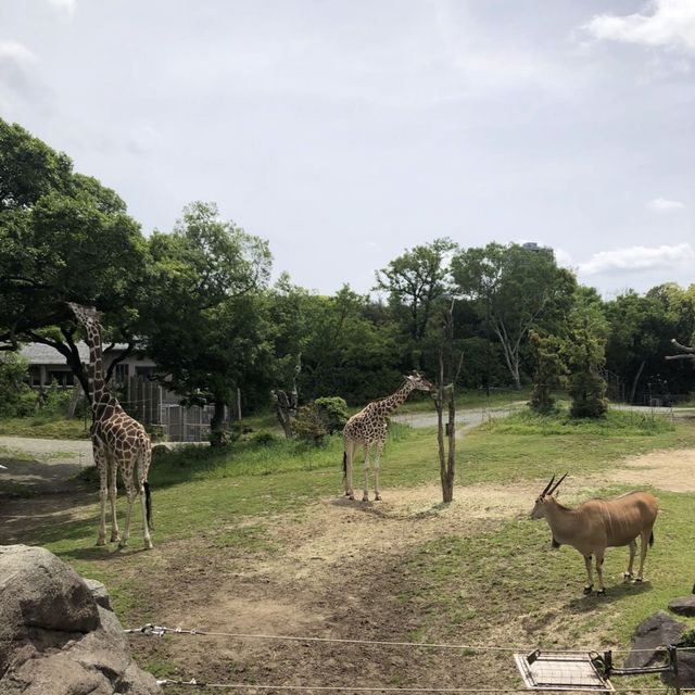 天王寺動物園🦁與可愛動物近距離接觸！🐼🦁🐧