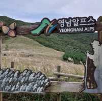 가을의 시작 억새보러가자