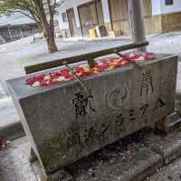 神秘古社：函館八幡宮！⛩️🌸🙏