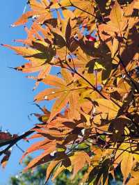 【神奈川県/源氏山公園】自然豊かな鎌倉の公園