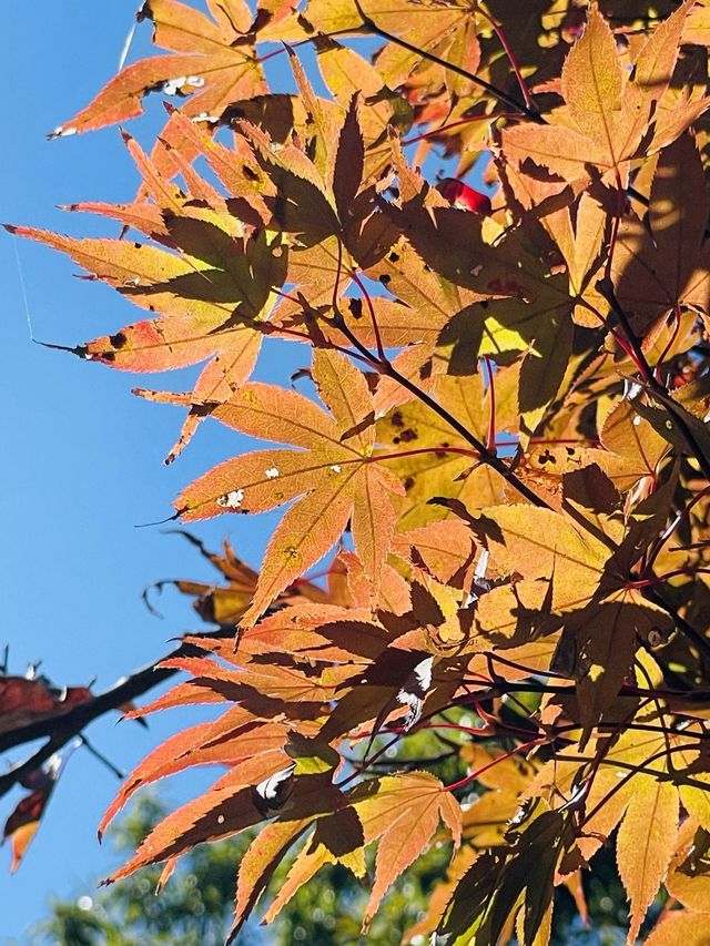 【神奈川県/源氏山公園】自然豊かな鎌倉の公園