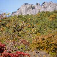 Beautiful Autumn View Of Naejangsan Park