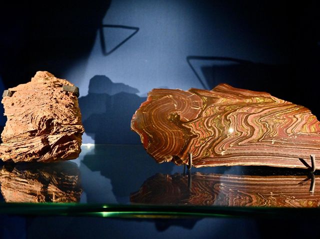 香港科學館古生物展廳「滅絕．新生」展覽展出珍貴動植物化石