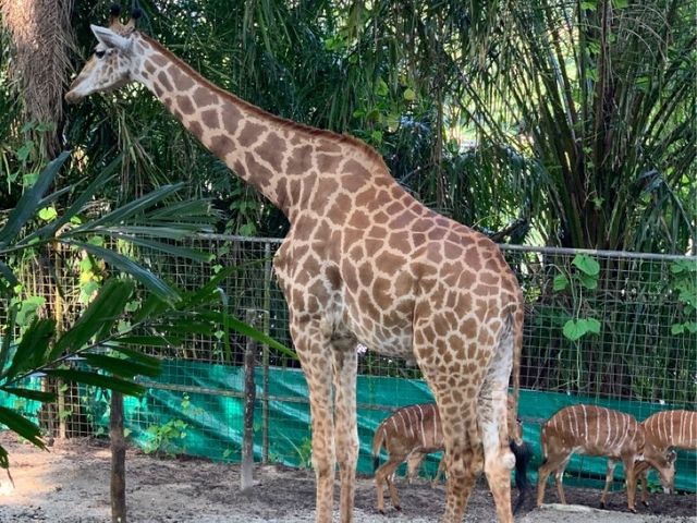 Singapore Zoo, Great Experience 