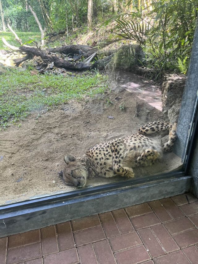 Animal Encounter at Cebu Safari