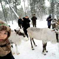 Husky Farm at Russia