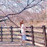 핫한 청리단길 근처 떠오르는 인천 벚꽃🌸명소 굴포공원