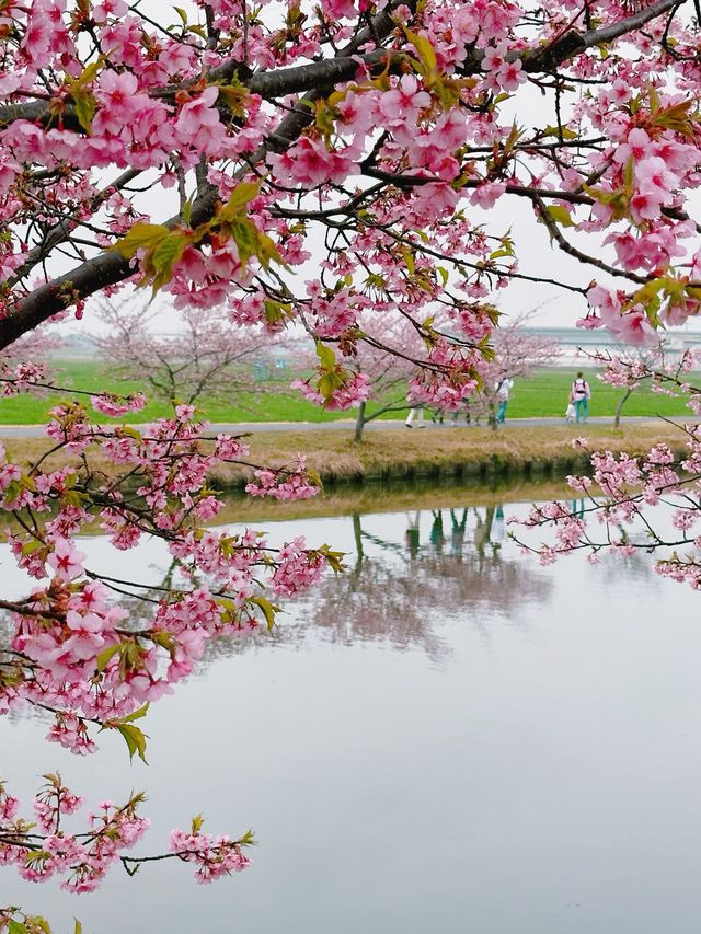 笠松河津桜ロード