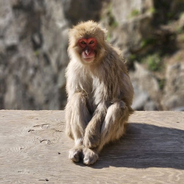 Snow monkey cutness overload