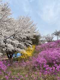 🌸이번년도 봄에는 부천 진달래꽃동산에서 진달래꽃 구경🌸