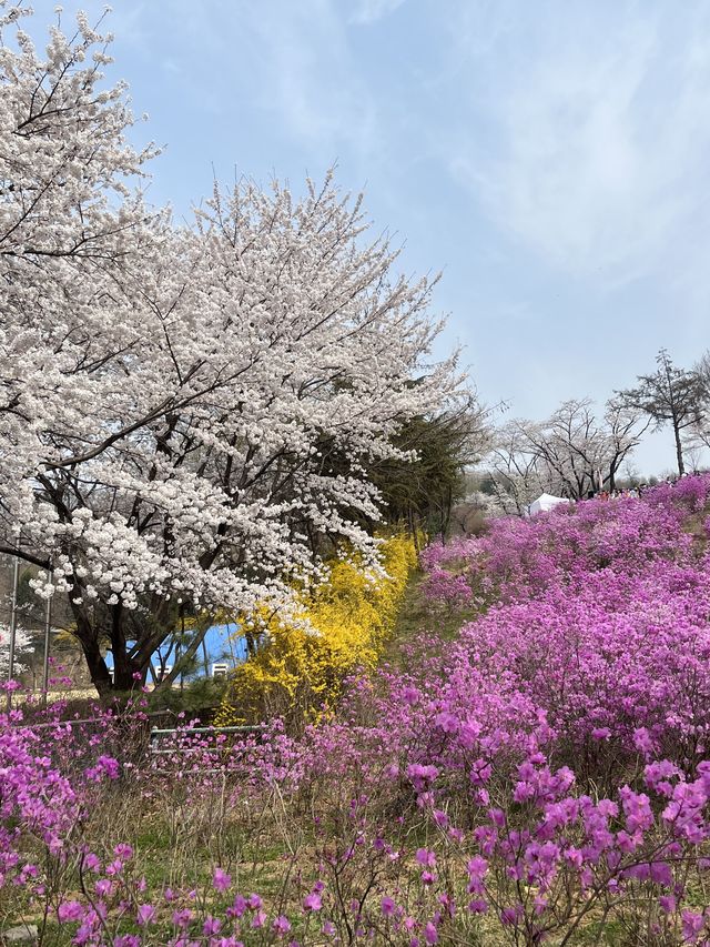 🌸이번년도 봄에는 부천 진달래꽃동산에서 진달래꽃 구경🌸