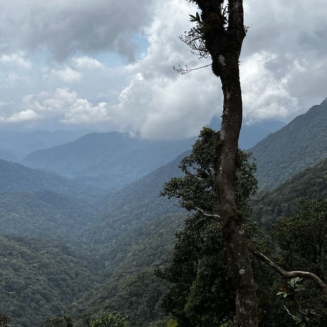 Breathe in fresh air at Mossy Forest Cameron 