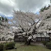 Hirosaki Castle!! 