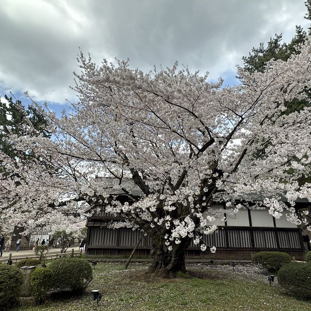 Hirosaki Castle!! 