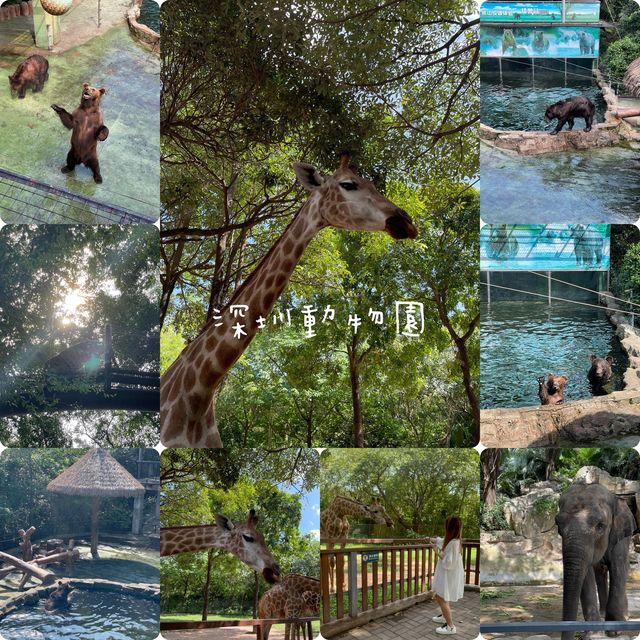 深圳野生動物園👍🏻餵長頸鹿🦒初體驗😌福田30分鐘距離