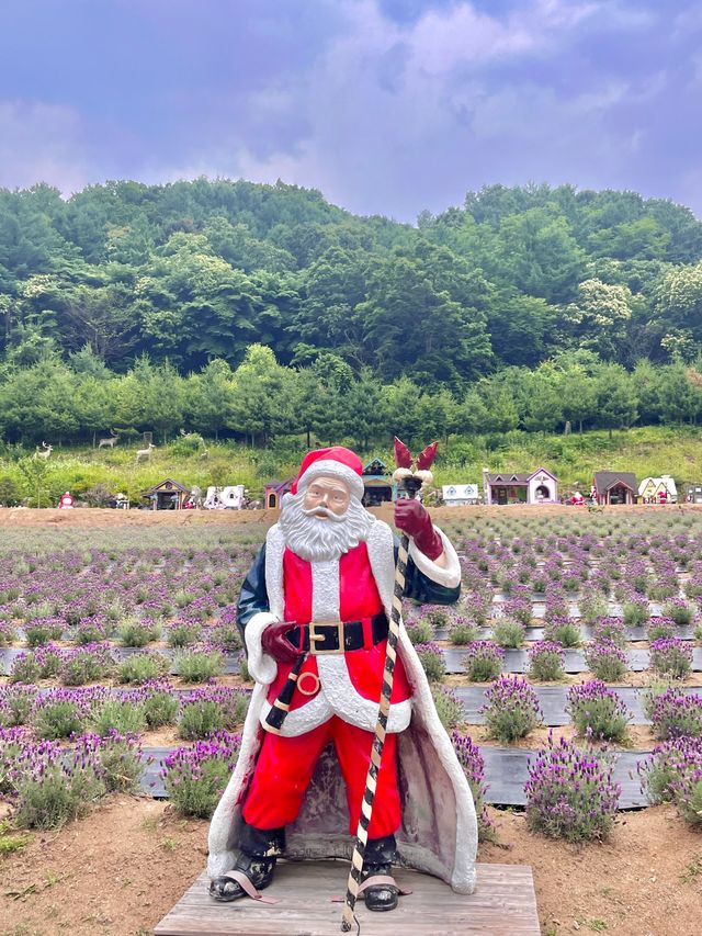 포천 허브아일랜드 라벤더축제💜