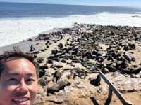 Check out seals at Cape Cross 