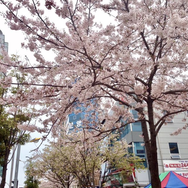 Famous Haeundae District 