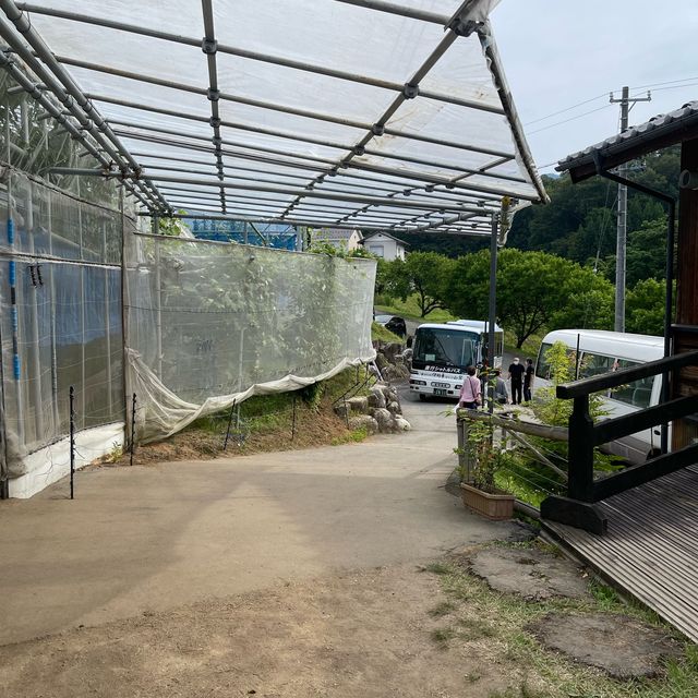 お宿　山翠のアクティビティ