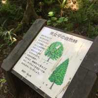美女平 ｜自然探島步道🌲🌳🕊️