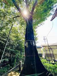 【東京都/熊野宮】一本榎伝説が受け継がれる神社