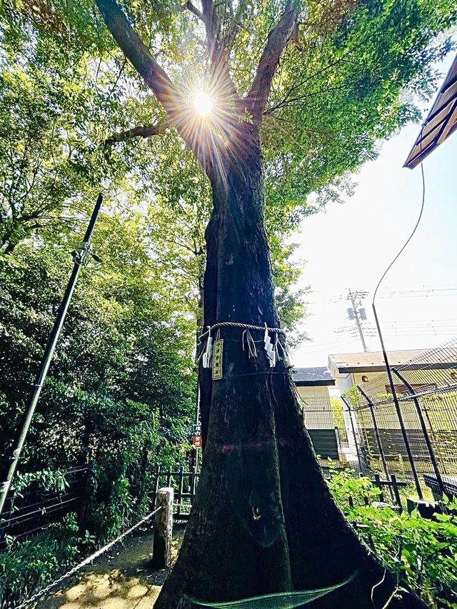【東京都/熊野宮】一本榎伝説が受け継がれる神社