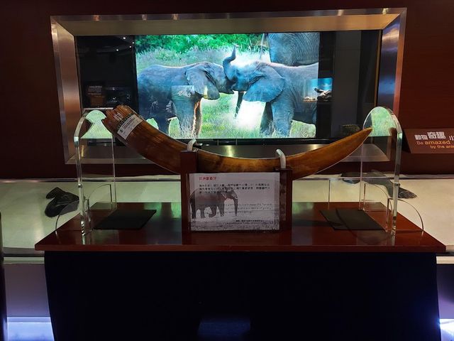 Noah's Ark Hong Kong 🎯✨