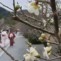 散步嵐山，動靜都雅緻。