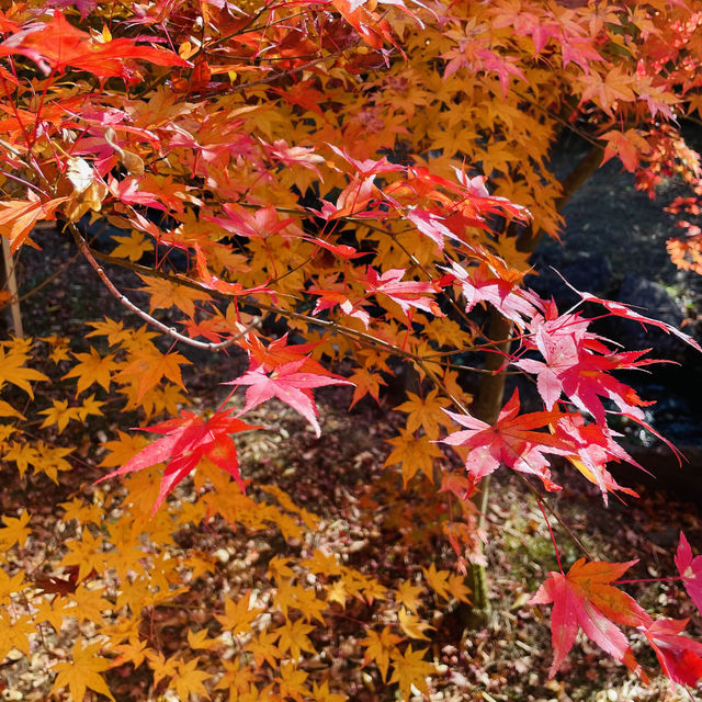【長野県/紅葉が美しい🍁”出早雄小萩神社”と”出早公園”】