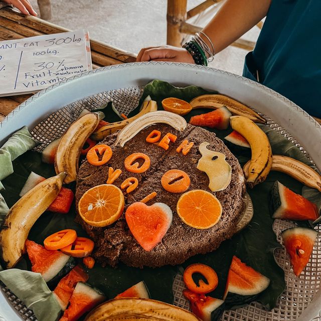 มาทำเค้กให้น้องช้างกินกัน ที่ เกาะสมุย 🎂🍰🧁