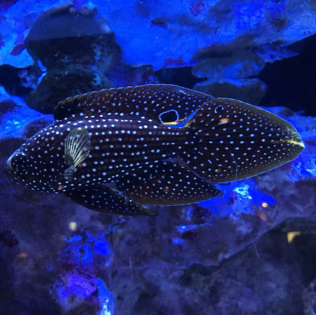 沖縄観光　美ら海水族館