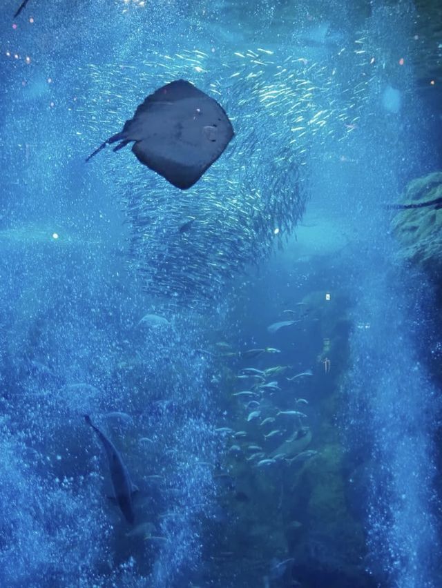 【神奈川(江ノ島)】輝きに包まれるJewel (宝石)✖️Aquarium (水族館)