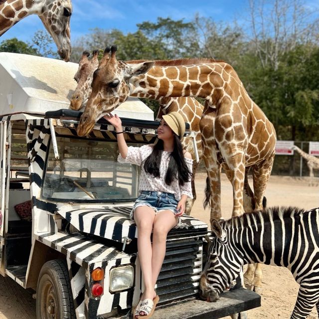 safari park is far from Bangkok around 3hours traffic by car, but it’s really worth to go.