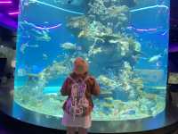 SEA Aquarium พิพิธภัณฑ์สัตว์น้ำ สิงคโปร์ 🦭