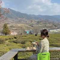 푸릇푸릇한 녹차밭 뷰를 볼 수 있는  하동매암제다원🍃🍵 