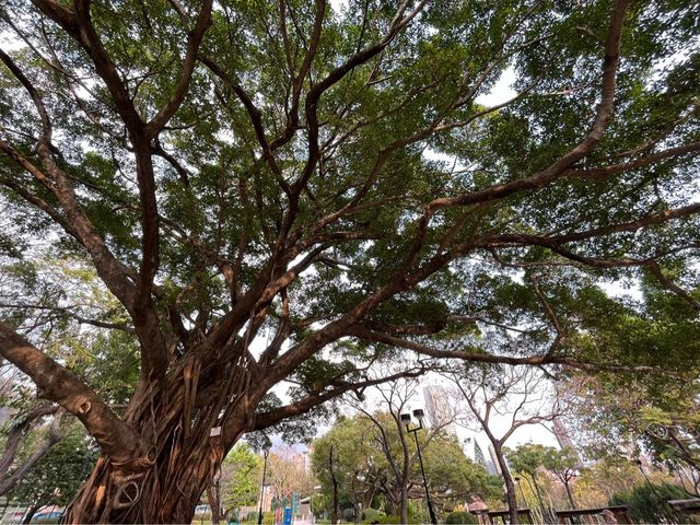 九龍城廣場旁邊嘅賈炳達道公園