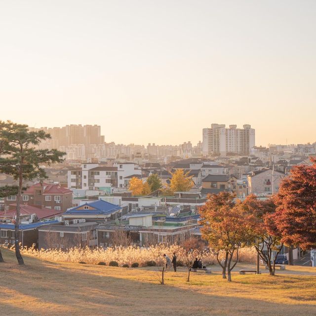 수원 방화수류정 근처에 있는 억새포토존 🌾✨