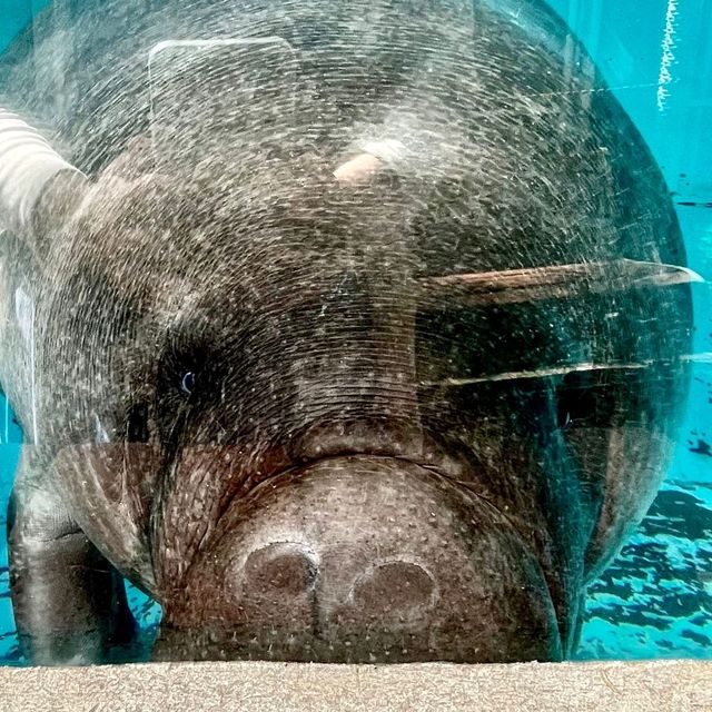 熱川バナナワニ園の動物たち