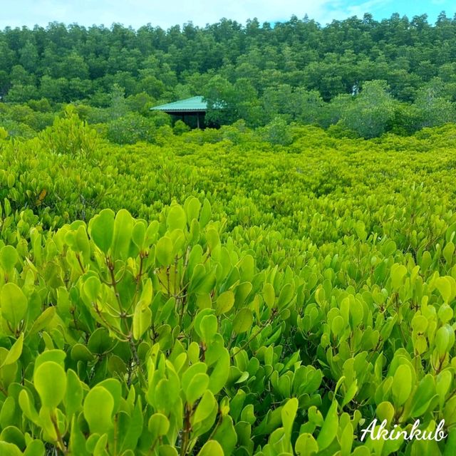 ทริประยอง ฉบับ Slow life ทริประยอง ฉบับ Slow life